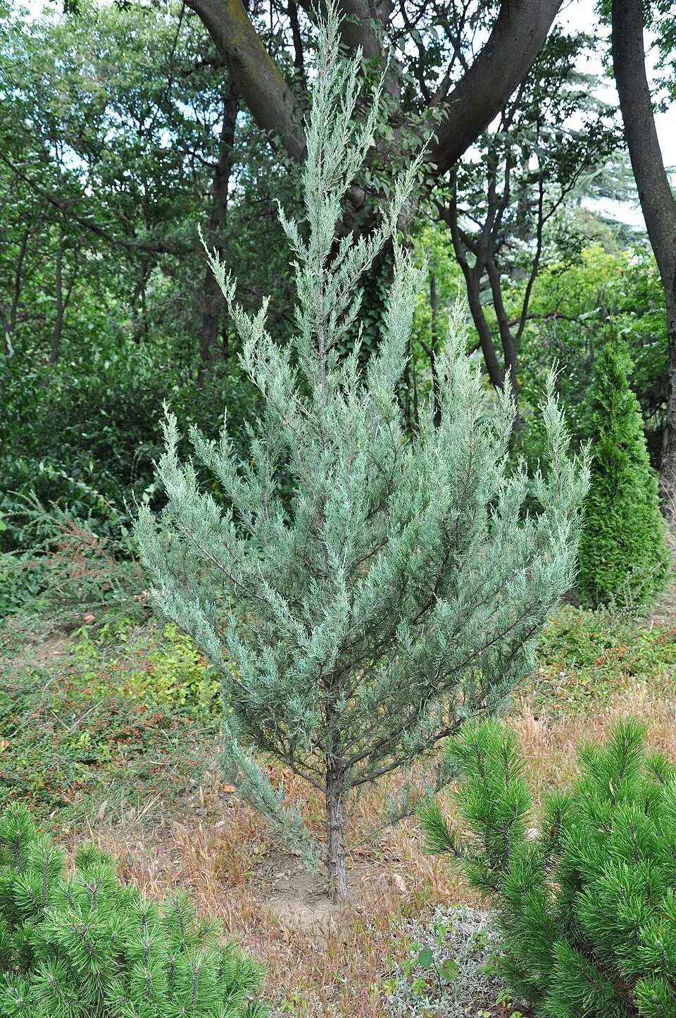 Oszlopos oregoni boróka / Juniperus scopulorum 'Moonglow'