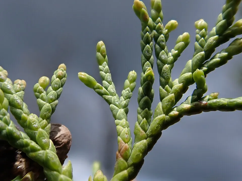 Oszlopos oregoni boróka / Juniperus scopulorum 'Moonglow'