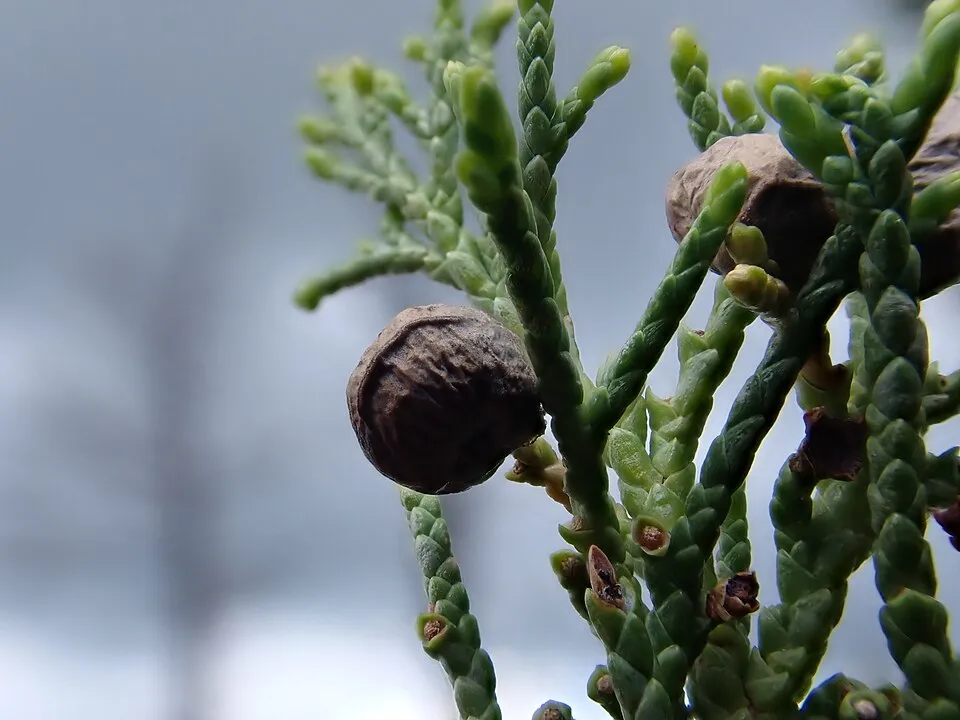 Oszlopos oregoni boróka / Juniperus scopulorum 'Moonglow'