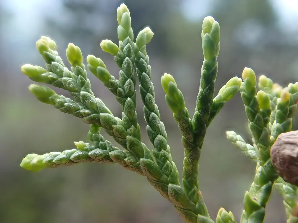 Oszlopos oregoni boróka / Juniperus scopulorum 'Moonglow'