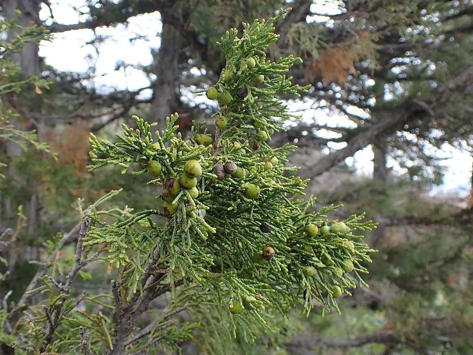 Oszlopos oregoni boróka / Juniperus scopulorum 'Moonglow'