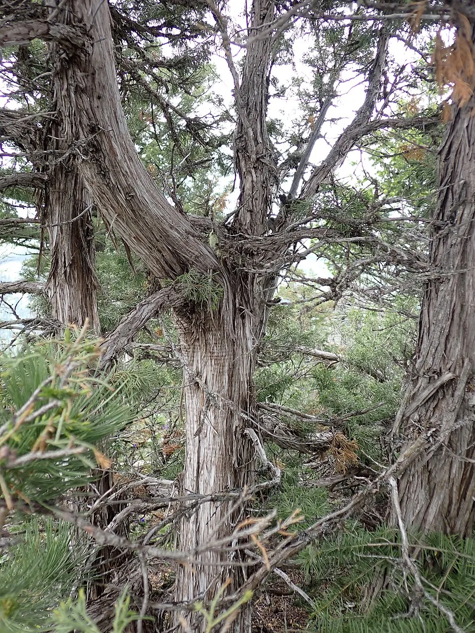Oszlopos oregoni boróka / Juniperus scopulorum 'Moonglow'