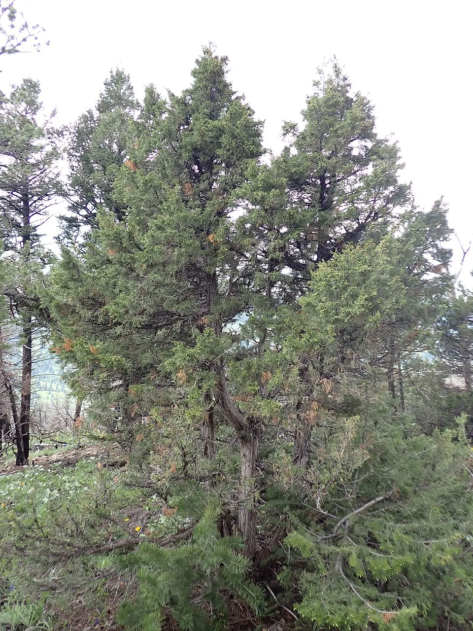 Oszlopos oregoni boróka / Juniperus scopulorum 'Moonglow'