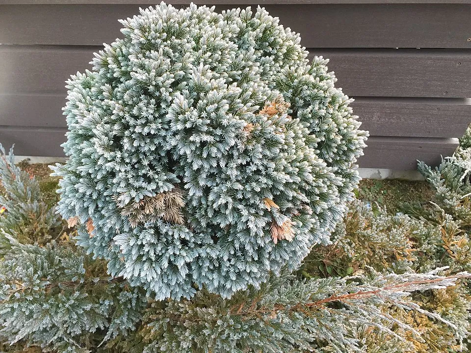 Kék levelű törpe kúszóboróka / Juniperus squamata 'Blue Star'