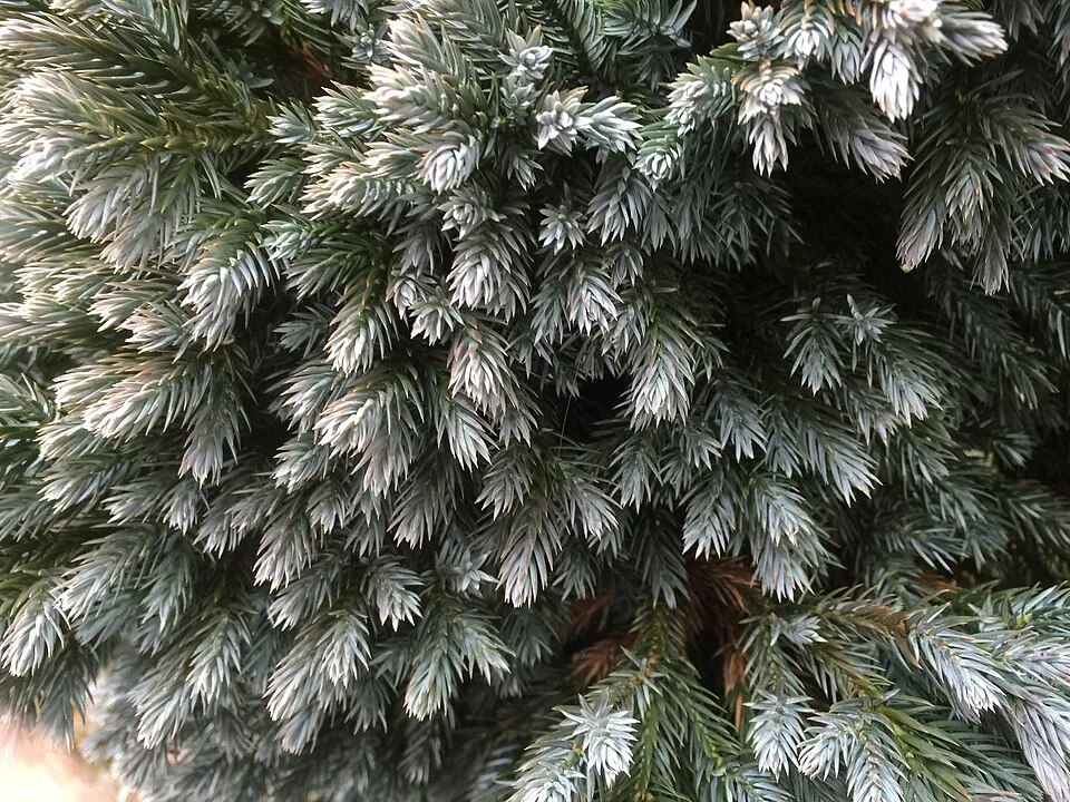 Kék levelű törpe kúszóboróka / Juniperus squamata 'Blue Star'