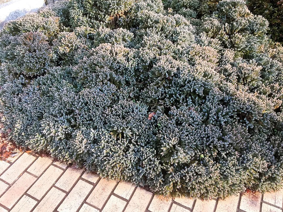 Kék levelű törpe kúszóboróka / Juniperus squamata 'Blue Star'