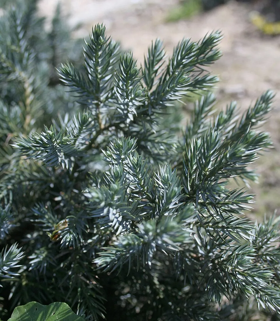 Kék levelű törpe kúszóboróka / Juniperus squamata 'Blue Star'