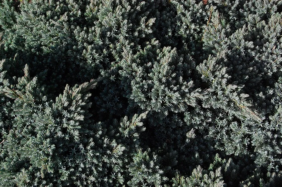 Kék levelű törpe kúszóboróka / Juniperus squamata 'Blue Star'