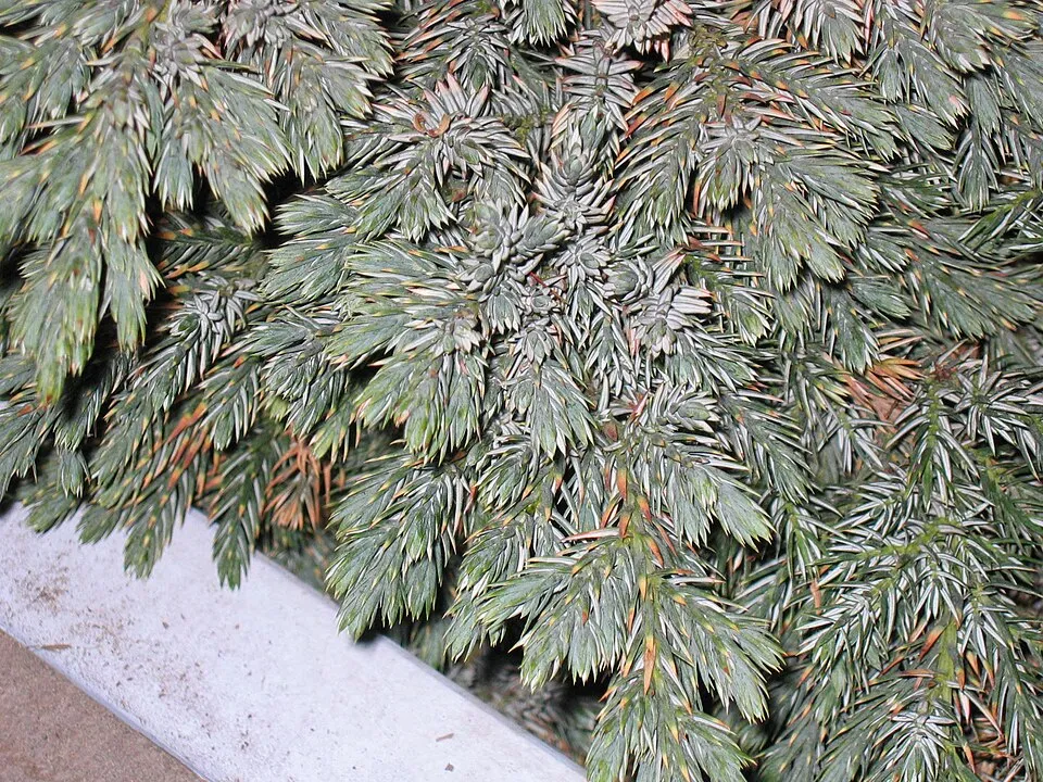 Kék levelű törpe kúszóboróka / Juniperus squamata 'Blue Star'