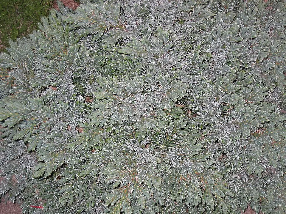 Kék levelű törpe kúszóboróka / Juniperus squamata 'Blue Star'