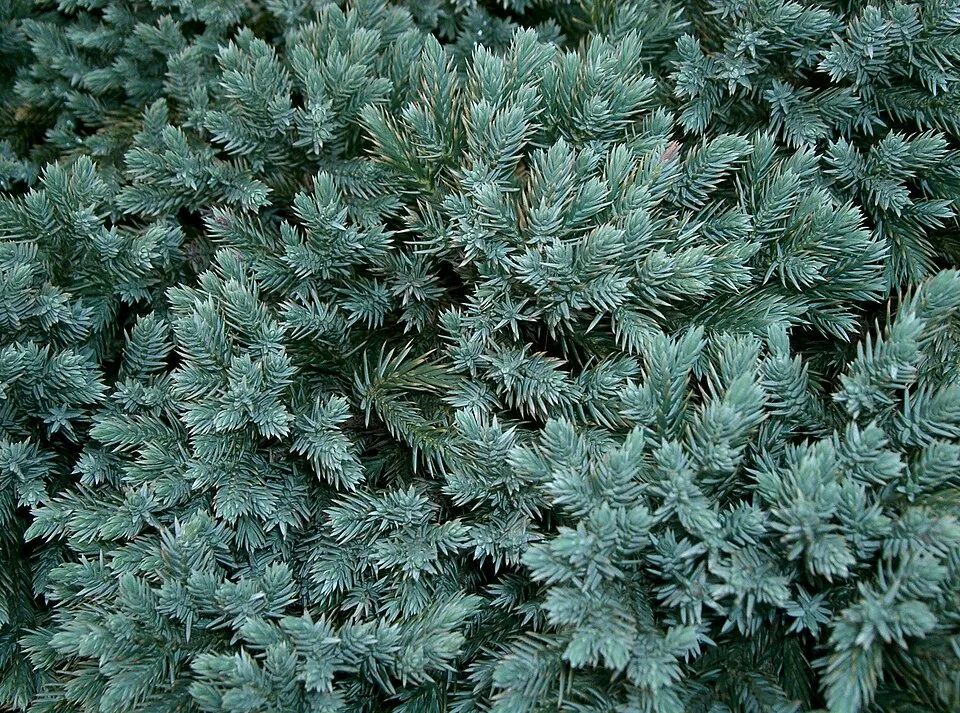 Kék levelű törpe kúszóboróka / Juniperus squamata 'Blue Star'