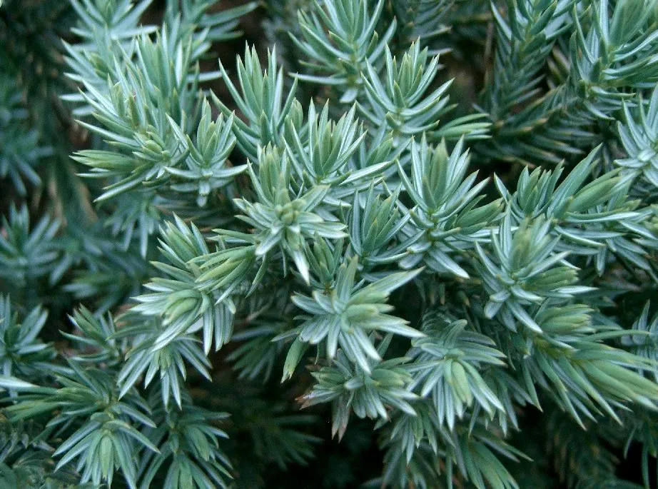Kék levelű törpe kúszóboróka / Juniperus squamata 'Blue Star'