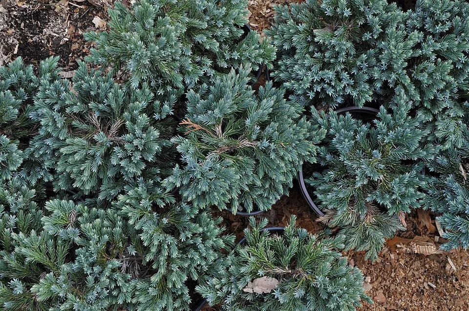 Kék levelű törpe kúszóboróka / Juniperus squamata 'Blue Star'