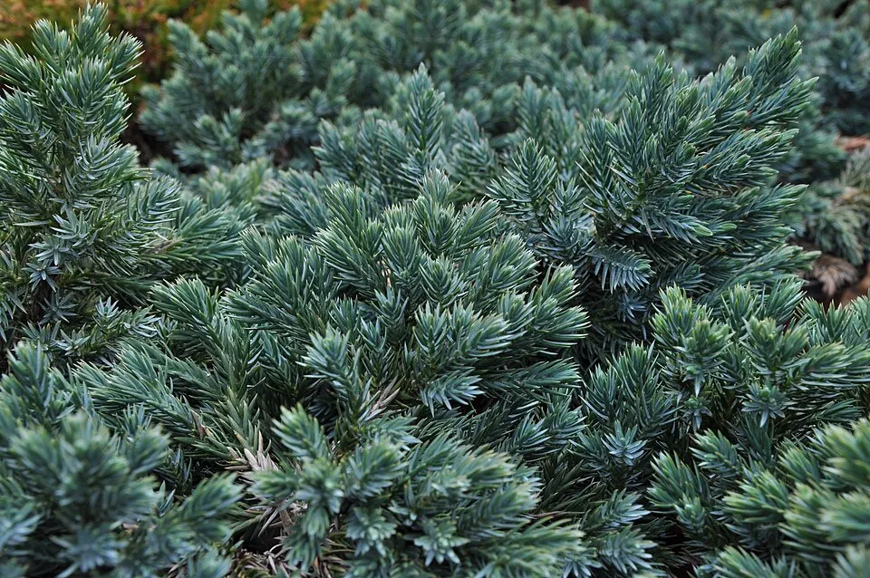 Kék levelű törpe kúszóboróka / Juniperus squamata 'Blue Star'