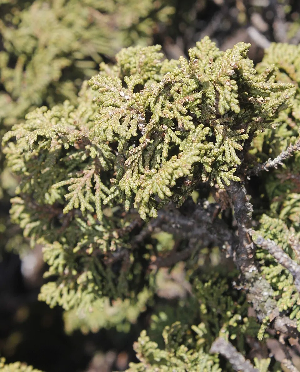 Sárga levelű kúszóboróka / Juniperus x media 'Gold Star'