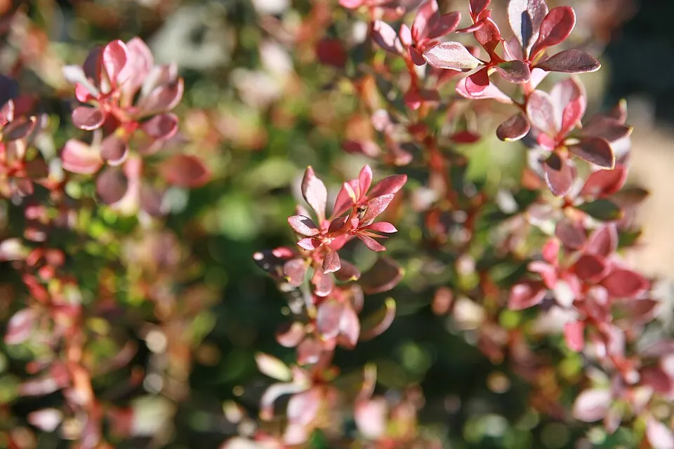 Törpe japán vérborbolya / Berberis thunbergii 'Bagatelle'