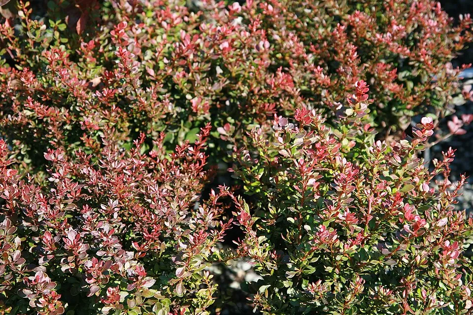 Törpe japán vérborbolya / Berberis thunbergii 'Bagatelle'