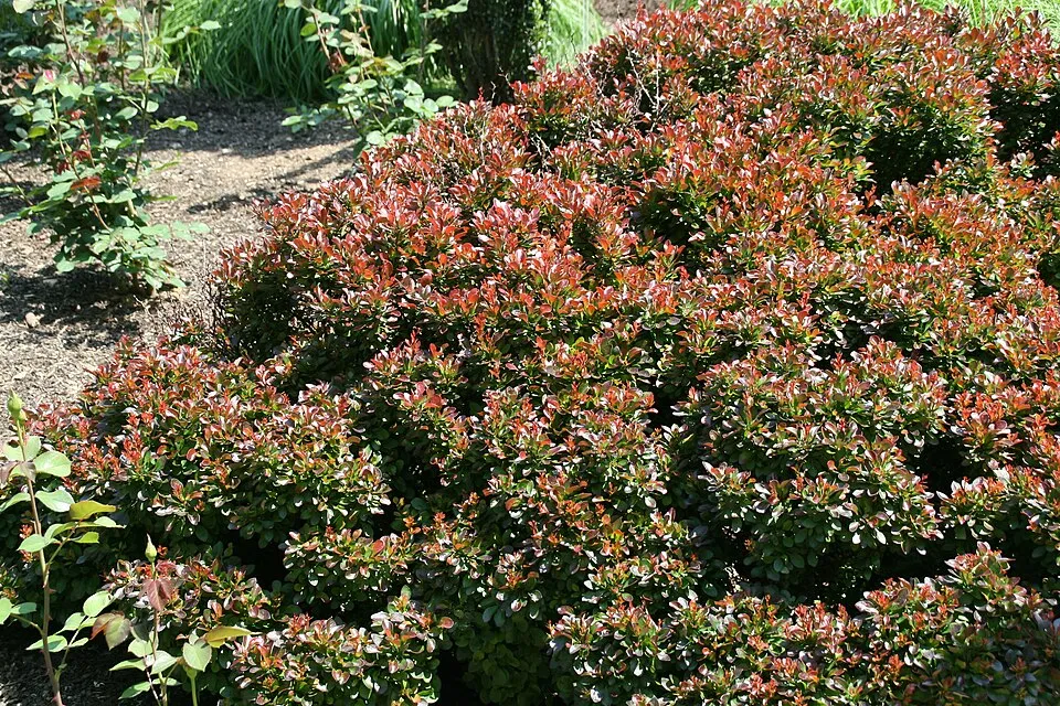 Törpe japán vérborbolya / Berberis thunbergii 'Bagatelle'