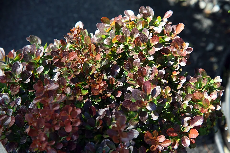 Törpe japán vérborbolya / Berberis thunbergii 'Bagatelle'