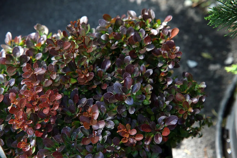 Törpe japán vérborbolya / Berberis thunbergii 'Bagatelle'