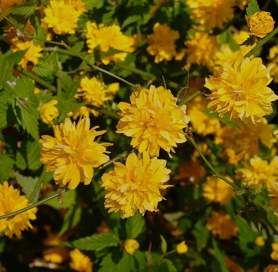 Telt virágú boglárkacserje / Kerria japonica 'Pleniflora'