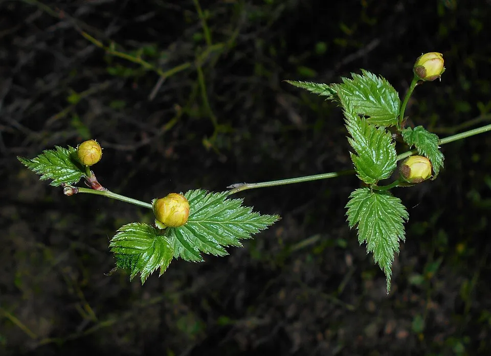 Telt virágú boglárkacserje / Kerria japonica 'Pleniflora'