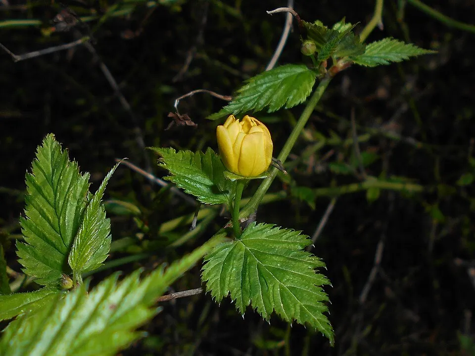 Telt virágú boglárkacserje / Kerria japonica 'Pleniflora'