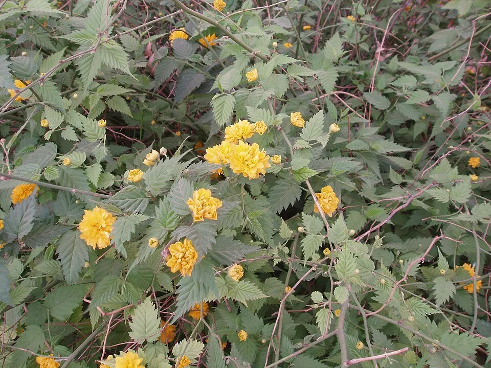 Telt virágú boglárkacserje / Kerria japonica 'Pleniflora'