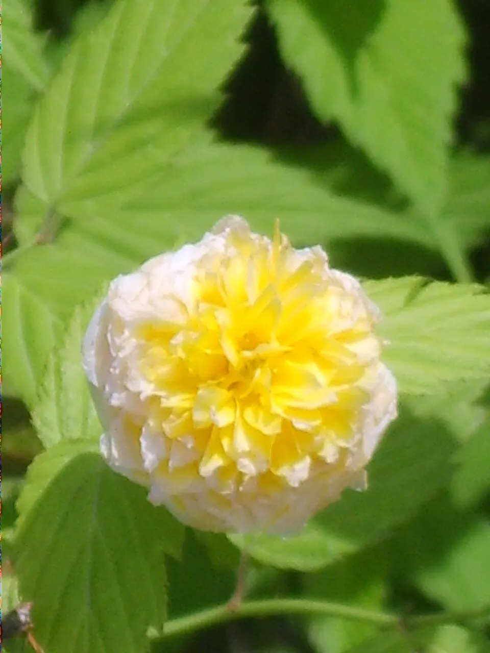 Telt virágú boglárkacserje / Kerria japonica 'Pleniflora'