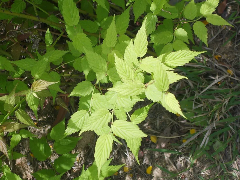 Telt virágú boglárkacserje / Kerria japonica 'Pleniflora'