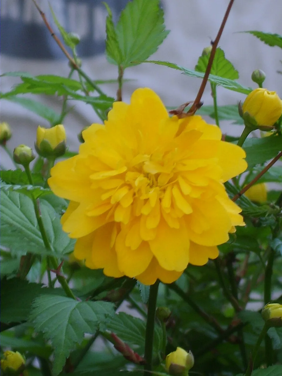 Telt virágú boglárkacserje / Kerria japonica 'Pleniflora'