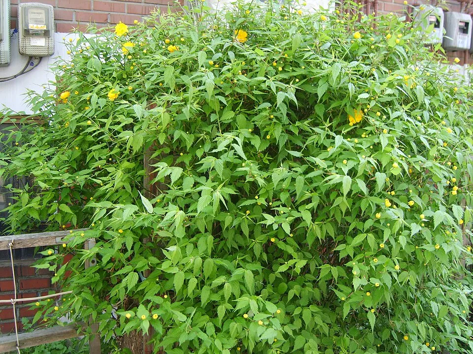 Telt virágú boglárkacserje / Kerria japonica 'Pleniflora'