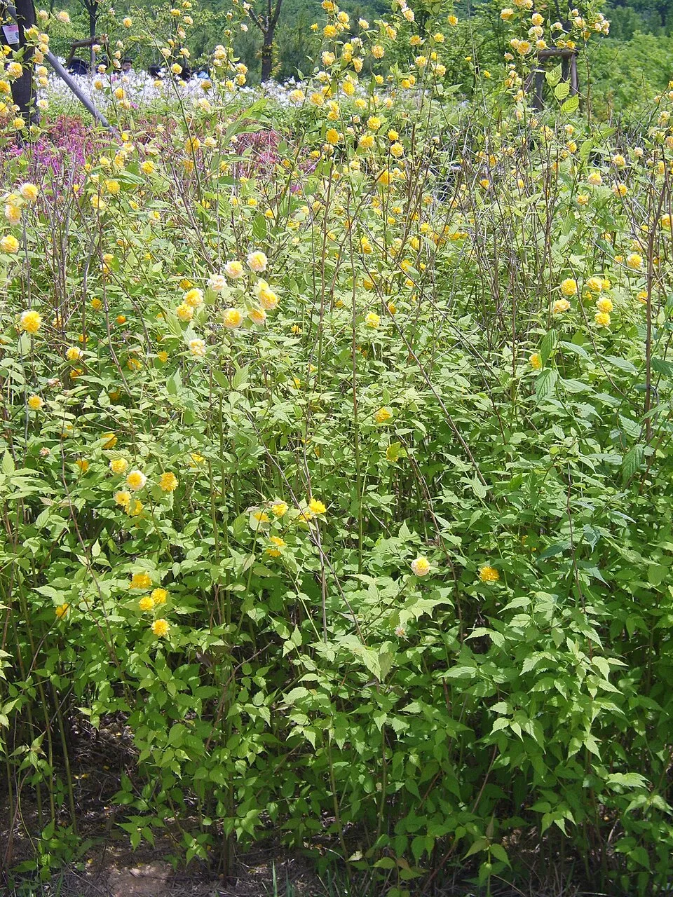 Telt virágú boglárkacserje / Kerria japonica 'Pleniflora'