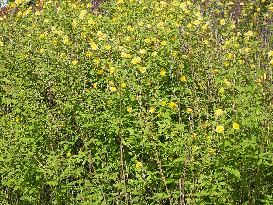 Telt virágú boglárkacserje / Kerria japonica 'Pleniflora'