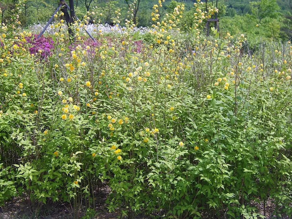 Telt virágú boglárkacserje / Kerria japonica 'Pleniflora'