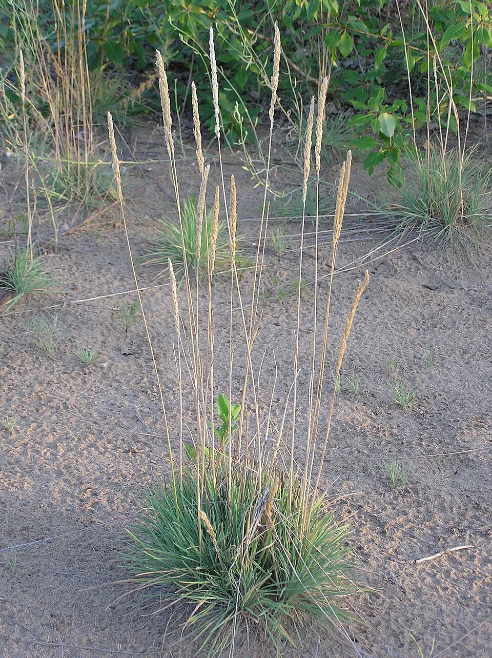 Deres fényperje / Koeleria glauca