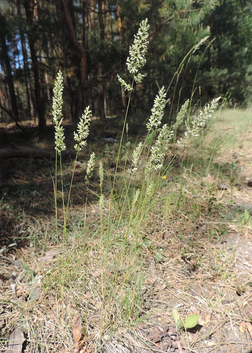 Deres fényperje / Koeleria glauca