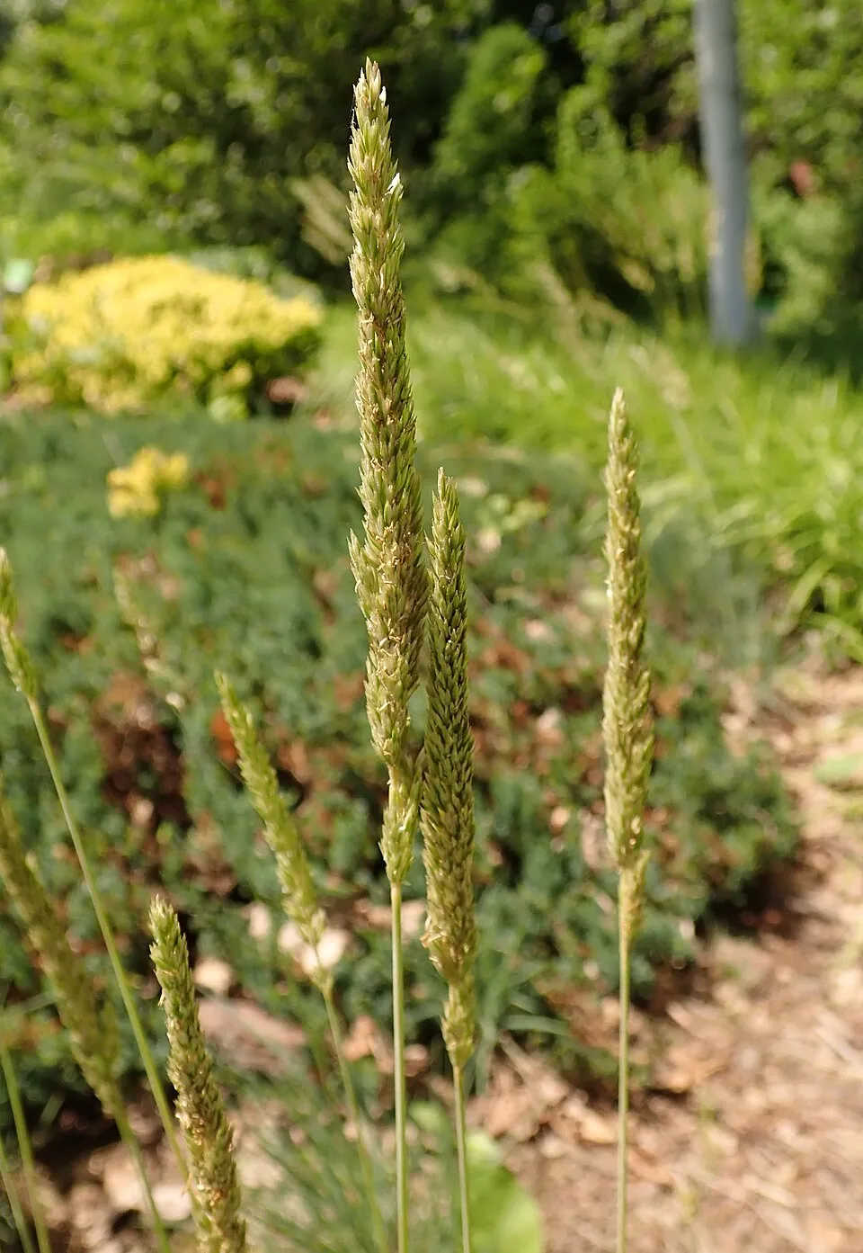 Deres fényperje / Koeleria glauca