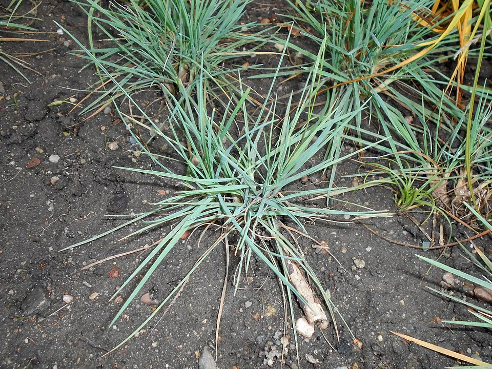Deres fényperje / Koeleria glauca