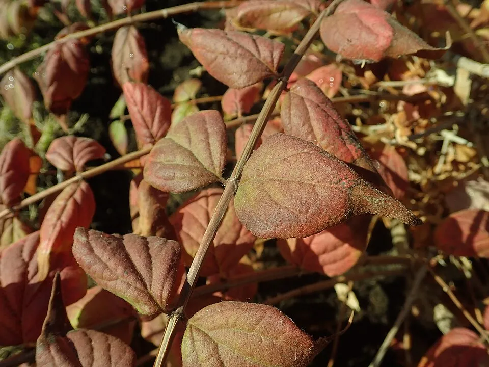 Rózsaszín virágú viráglonc / Kolkwitzia amabilis 'Pink Cloud'