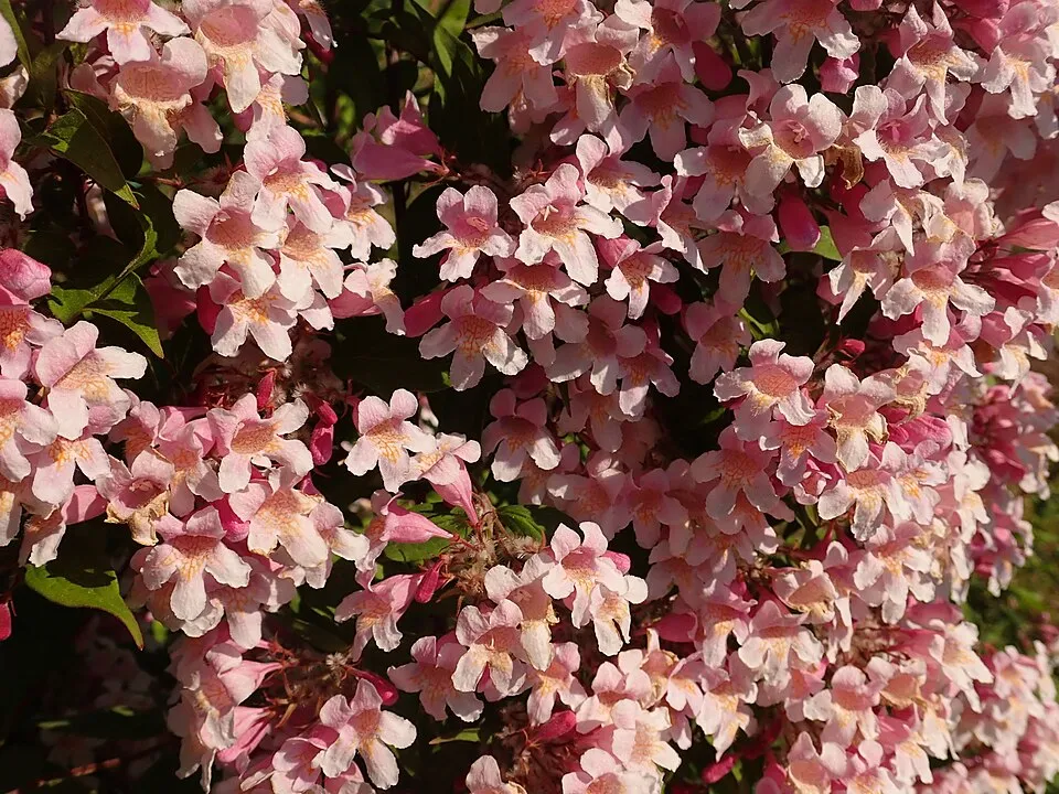 Rózsaszín virágú viráglonc / Kolkwitzia amabilis 'Pink Cloud'