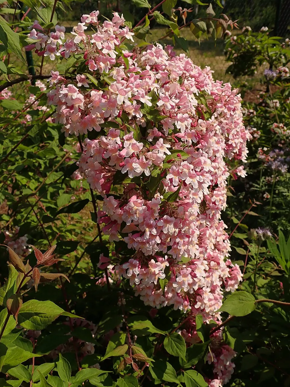 Rózsaszín virágú viráglonc / Kolkwitzia amabilis 'Pink Cloud'