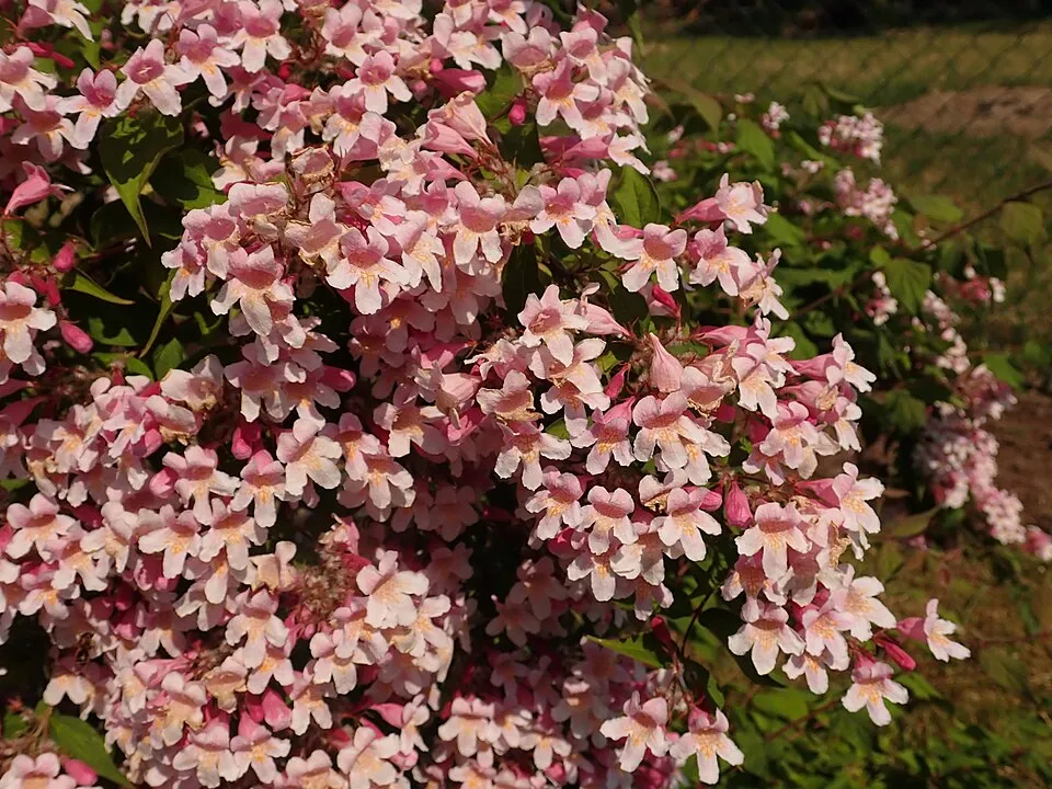 Rózsaszín virágú viráglonc / Kolkwitzia amabilis 'Pink Cloud'