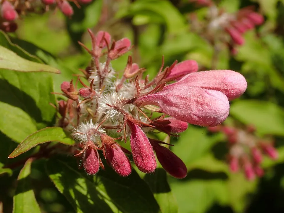 Rózsaszín virágú viráglonc / Kolkwitzia amabilis 'Pink Cloud'