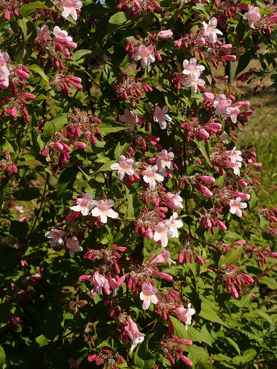 Rózsaszín virágú viráglonc / Kolkwitzia amabilis 'Pink Cloud'