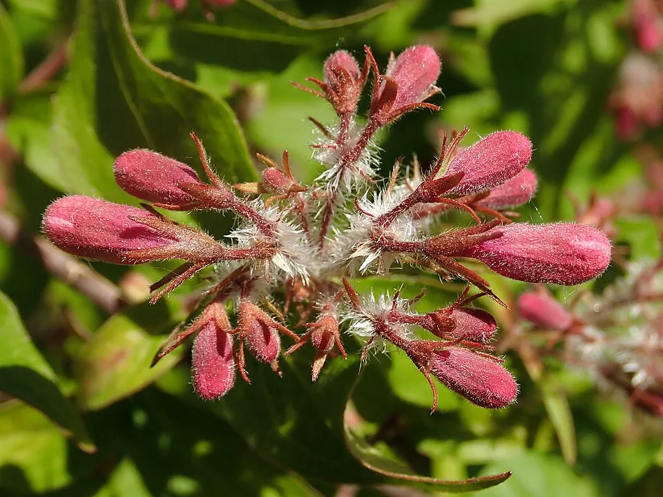 Rózsaszín virágú viráglonc / Kolkwitzia amabilis 'Pink Cloud'