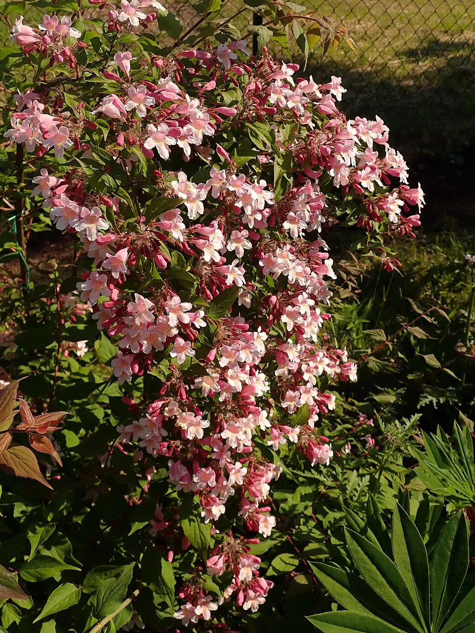 Rózsaszín virágú viráglonc / Kolkwitzia amabilis 'Pink Cloud'