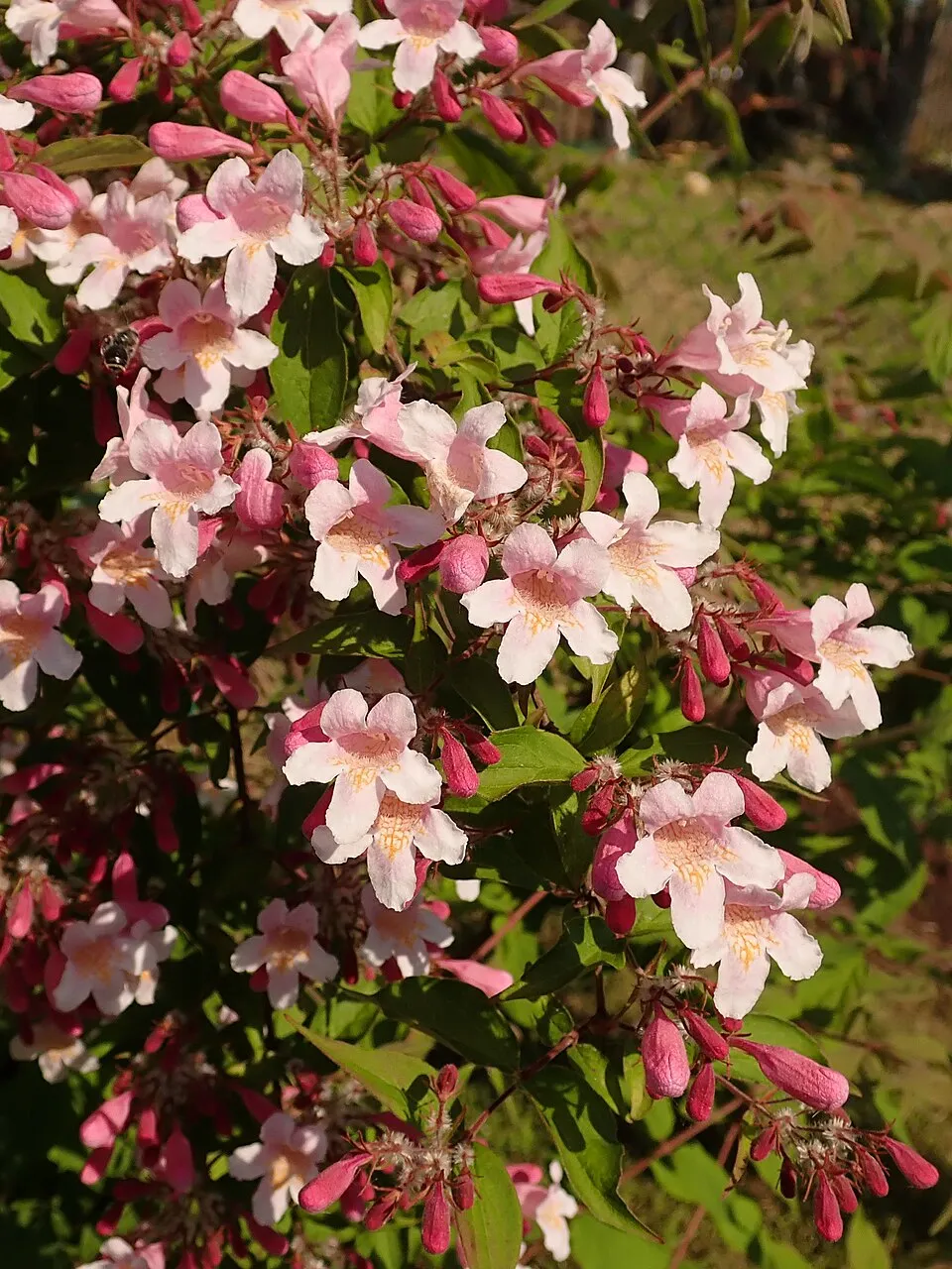Rózsaszín virágú viráglonc / Kolkwitzia amabilis 'Pink Cloud'