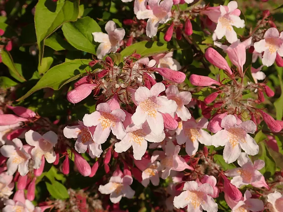 Rózsaszín virágú viráglonc / Kolkwitzia amabilis 'Pink Cloud'
