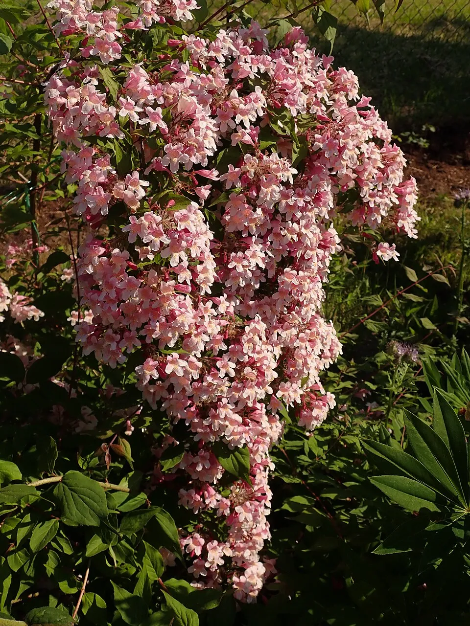 Rózsaszín virágú viráglonc / Kolkwitzia amabilis 'Pink Cloud'